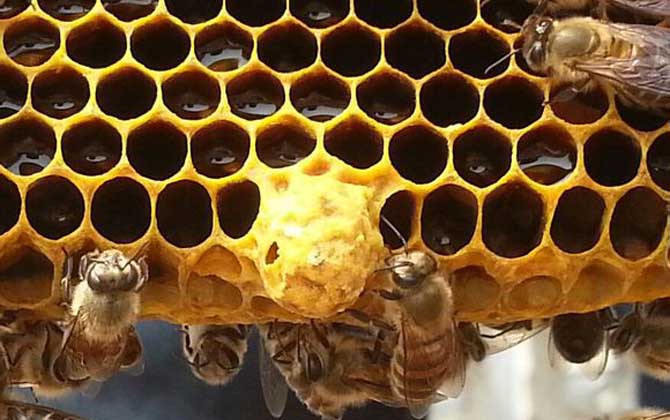 蜜蜂王台是什么东西？