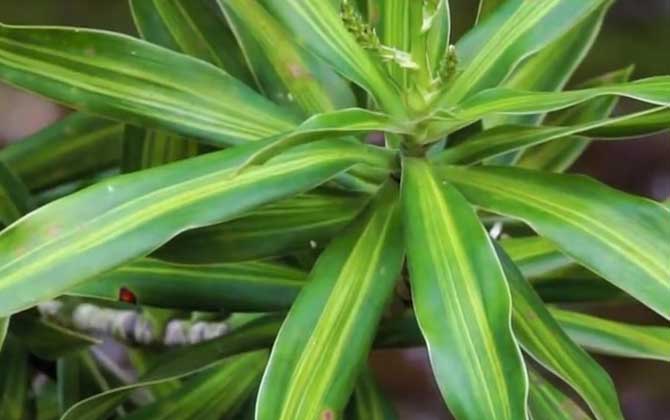 百合竹是什么植物？