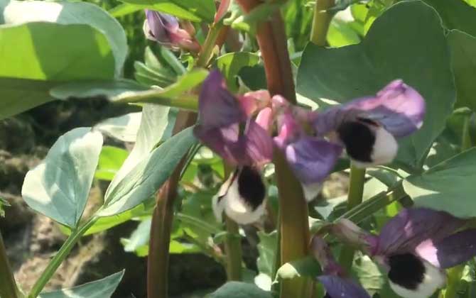 蚕豆是蜜源植物吗？