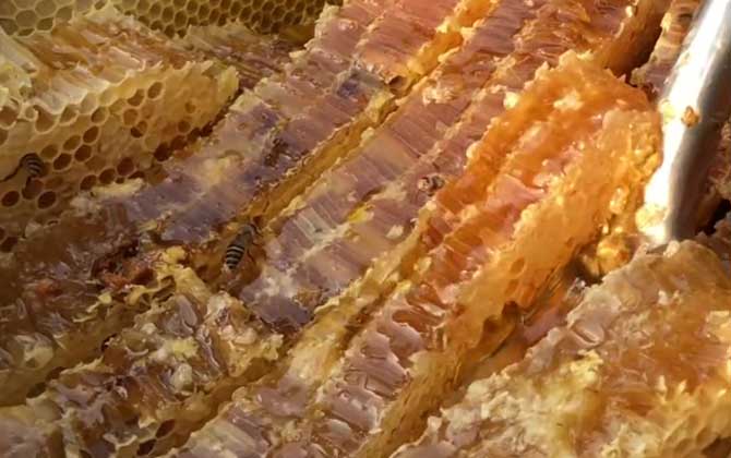 放了几年的土蜂蜜还能吃吗？