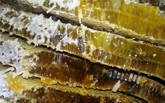 土蜂蜜不能和什么同吃？