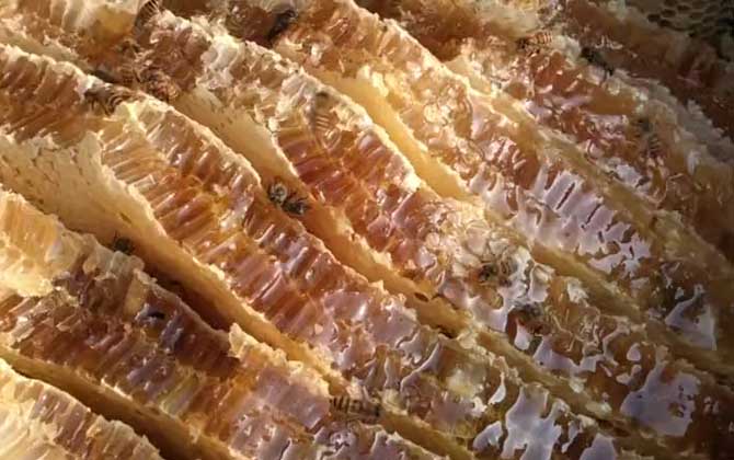 蜂巢蜜是人工合成的吗？