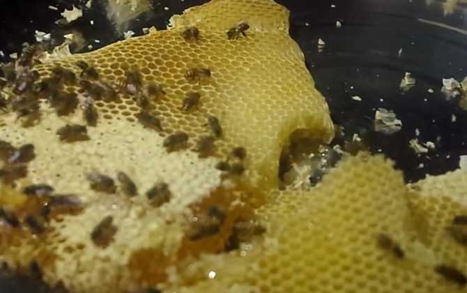 蜂巢蜜一天什么时候吃？