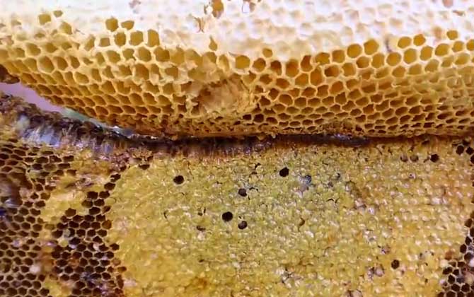 蜂巢蜜一天吃多少合适？
