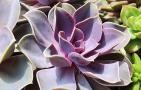 紫珍珠是什么植物？