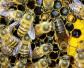 把蜂蜜取走蜜蜂不会饿死吗？