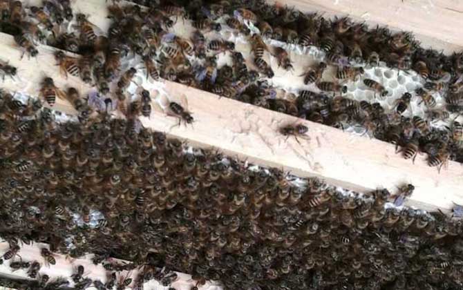 被蜜蜂蛰了一下该怎么处理？