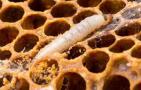 巢虫是什么的幼虫？