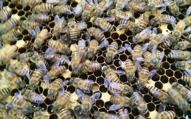 春天养蜂要注意什么问题？