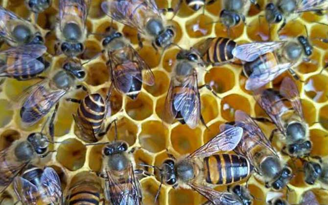 冬天养蜂要注意什么问题？