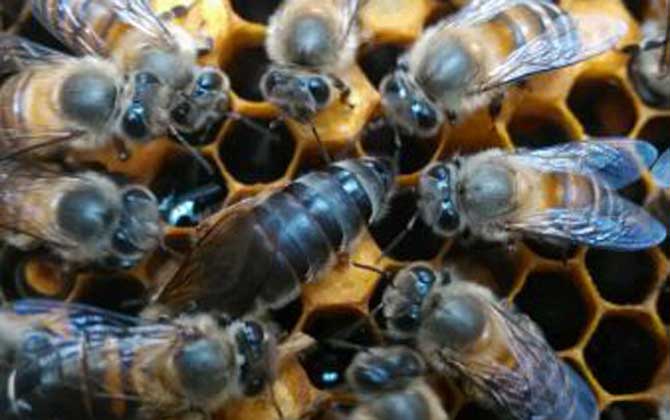 多少工蜂能养一只蜂王？