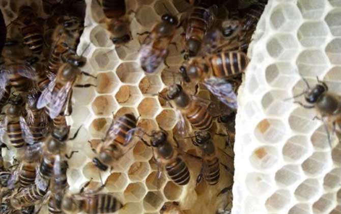 蜜蜂的蜂巢是什么形状的？