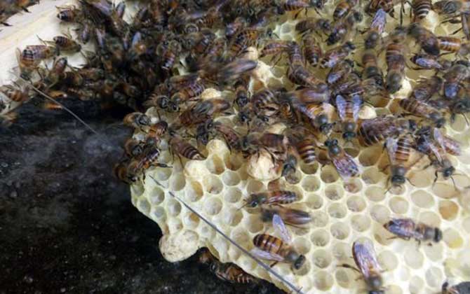 蜂群弱会自然分蜂吗？