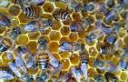 蜂群小怎样才能发展壮大？
