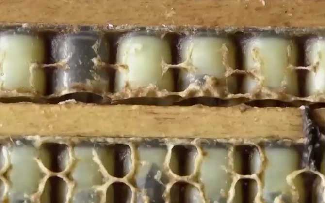 蜂王浆保存是冷冻还是冷藏？