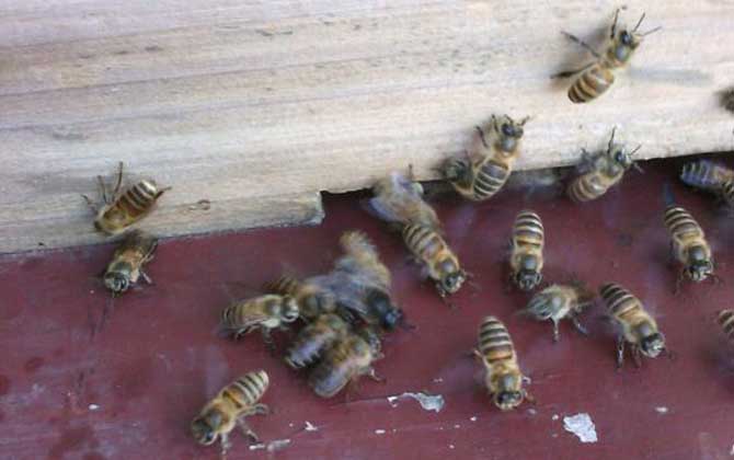 刚招的蜜蜂需要注意什么？