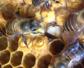 工蜂是由什么发育来的？