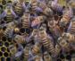 工蜂的寿命一般是多久？
