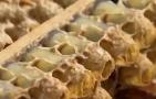 黑蜂蜂王浆的作用与功效