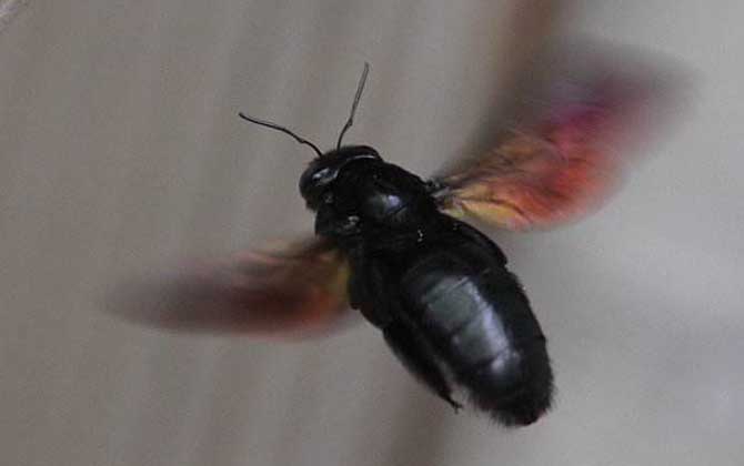 黑竹蜂