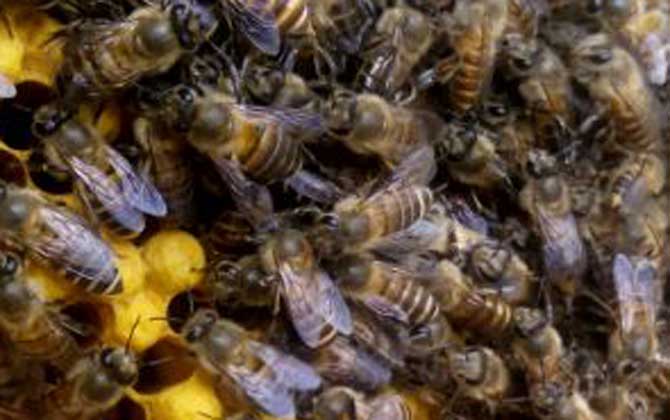蜜蜂的生活环境，蜜蜂对环境的要求很高，环境不适宜绝不筑巢！