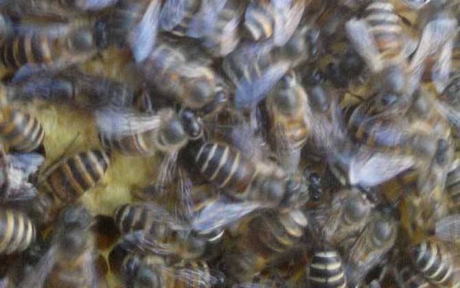 养蜜蜂一年能赚多少钱？取决于气候、蜂种、养殖技术等因素！