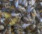 养蜜蜂一年能赚多少钱？取决于气候、蜂种、养殖技术等因素！