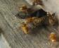 家庭养蜂需要什么条件？