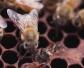 蜜蜂养殖技术和管理方法