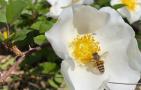 蜜蜂象征什么品质和精神？