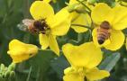蜜蜂的生活习性和特征