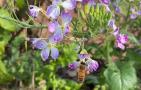 蜜蜂会蜇人吗？