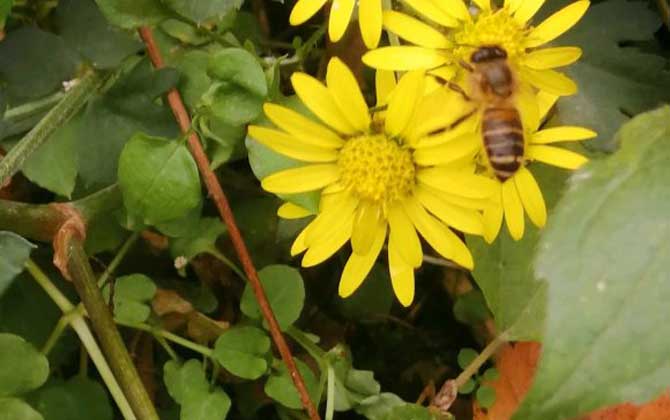 蜜蜂怕什么东西？蜜蜂怕烟和农药，天敌有胡蜂、蜂螨、蜡螟等！