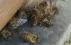 蜜蜂群居生活是什么关系？