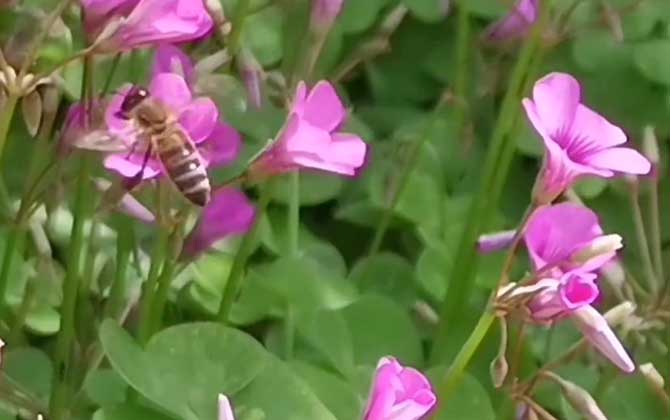 蜜蜂为什么会围着一个人转？