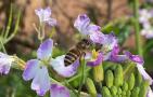 蜜蜂是群居动物还是独居动物？