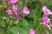 蜜蜂为什么会围着一个人转？