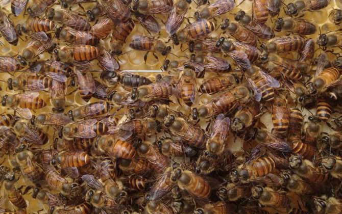 蜜蜂双王群有什么优势？