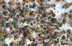 蜜蜂拖幼虫是什么原因？