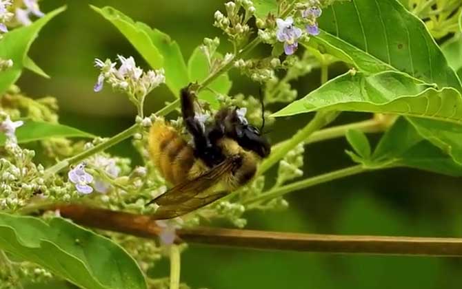 木蜂的毒性强吗？