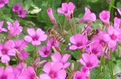 蜜蜂蛰了2天又肿又痒怎么办？