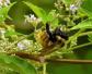 木蜂的毒性强吗？