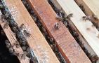 秋天养蜂要注意什么问题？