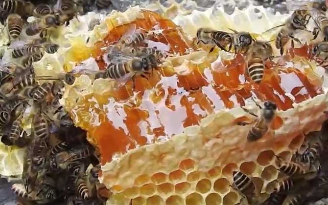 如何分辨土蜂蜜和洋蜂蜜？