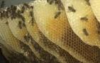 土养蜜蜂起王台怎样人工分蜂？