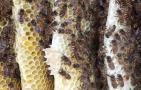 为什么养蜂人后来会生癌？