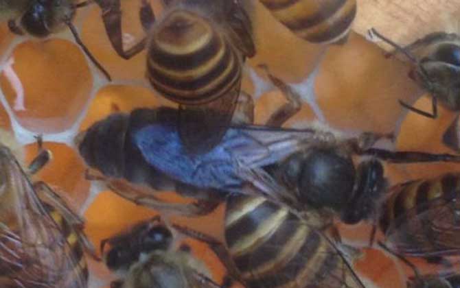 新买的蜂王怎么放入群蜂？