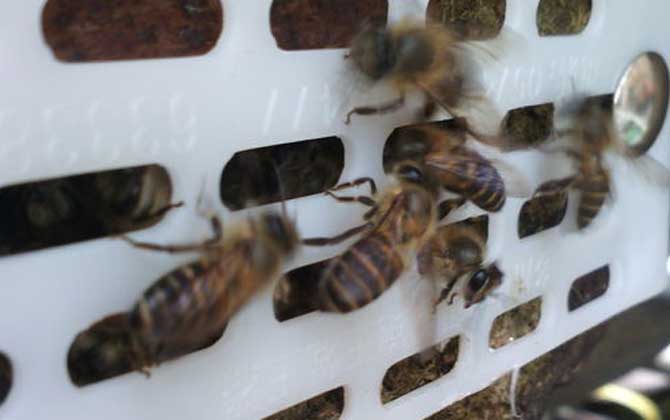 蜜蜂认巢