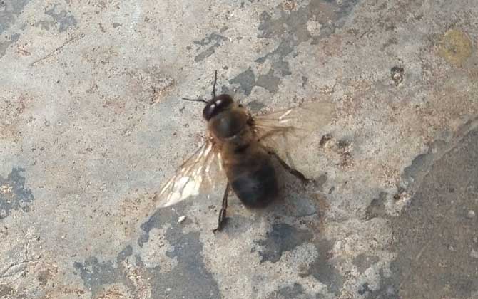 雄蜂