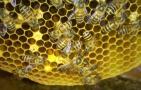 养蜂业属于农业吗？